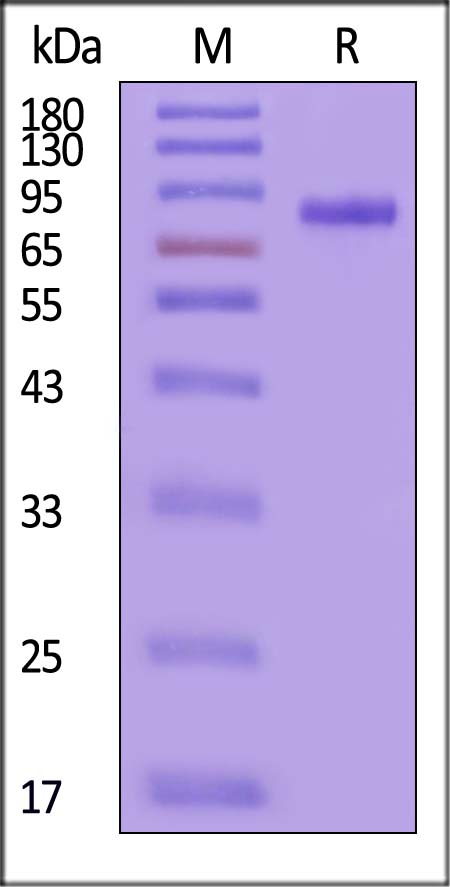 Plasma Kallikrein/KLKB1 SDS-PAGE