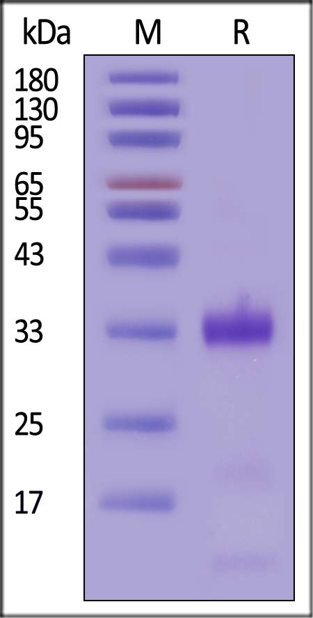 Kallikrein 1 SDS-PAGE