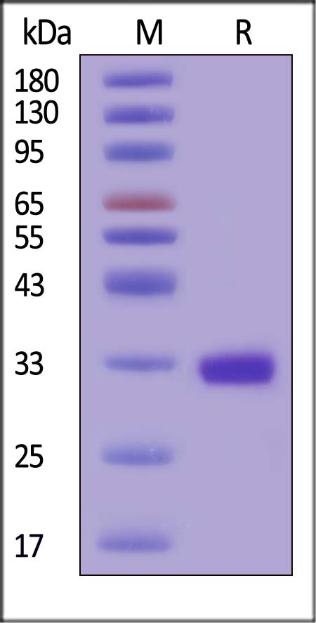 Kallikrein 3 SDS-PAGE