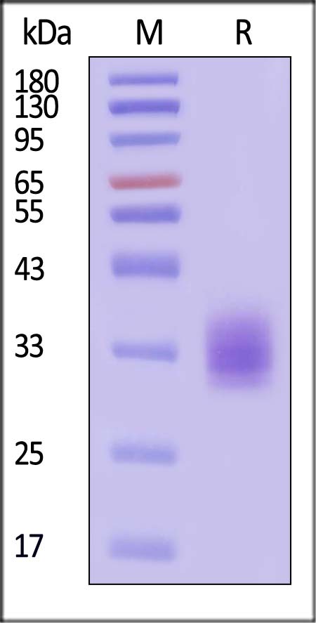 Kallikrein 13 SDS-PAGE