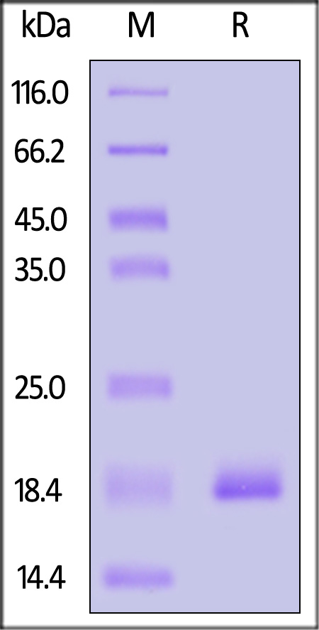 L1R (MPXV) SDS-PAGE
