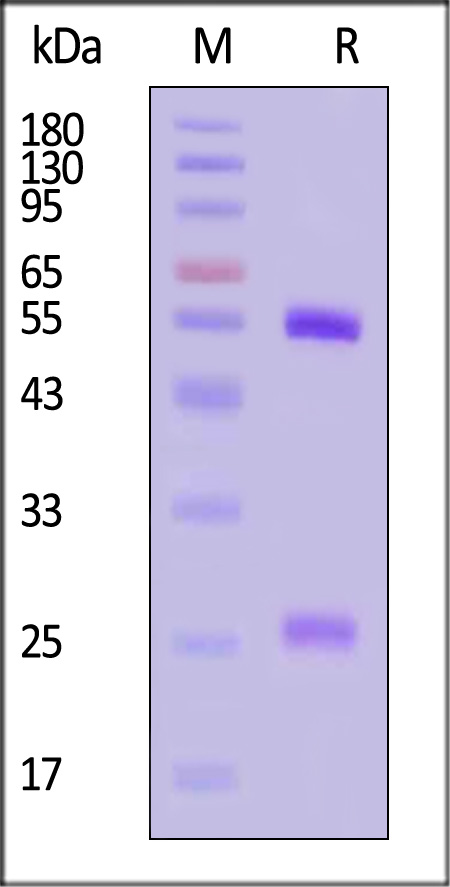 Monoclonal Anti-Monkeypox-L1R Antibody, Human IgG1 (10D8)