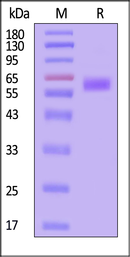 LAIR-1 SDS-PAGE