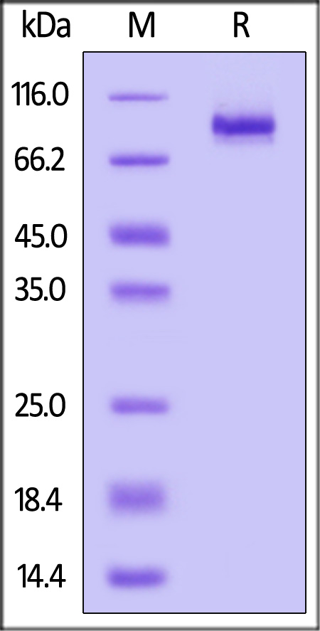 LAG-3 SDS-PAGE