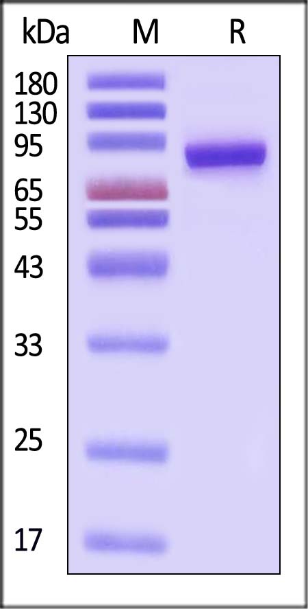 LAG-3 SDS-PAGE