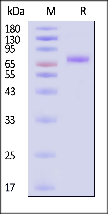 LRRC15 SDS-PAGE