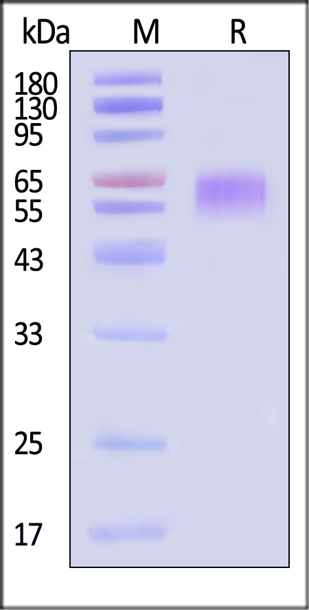 LIV-1 SDS-PAGE