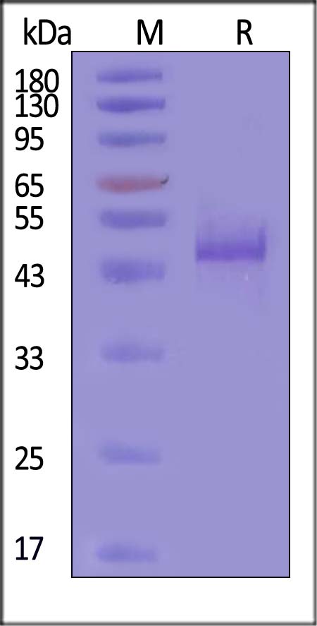 MASP2 SDS-PAGE