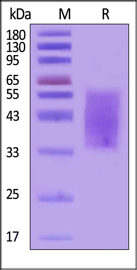 MAdCAM-1 SDS-PAGE