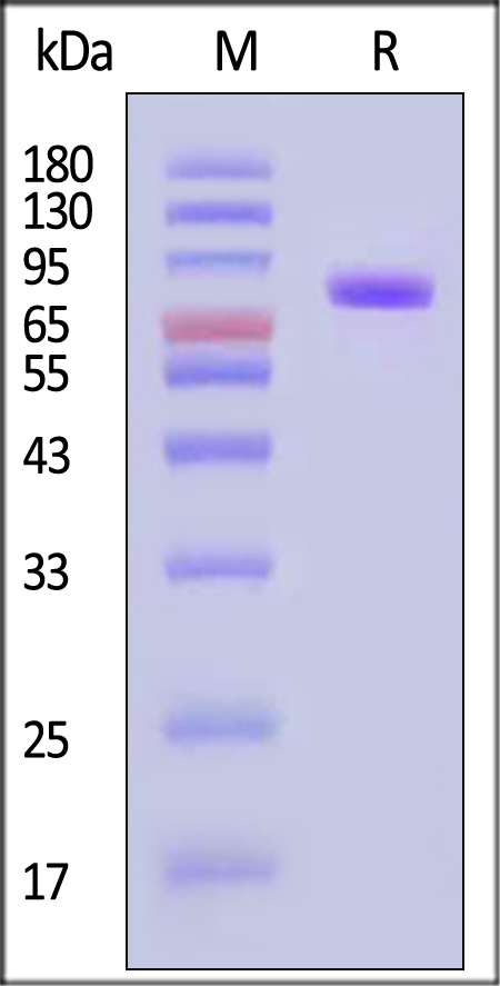 Melanotransferrin SDS-PAGE