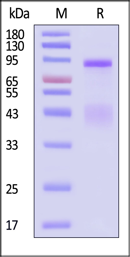 HGF R SDS-PAGE