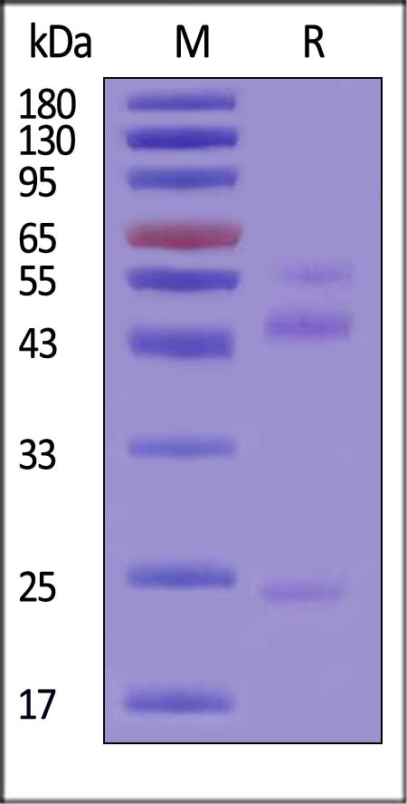 MMP-10 SDS-PAGE