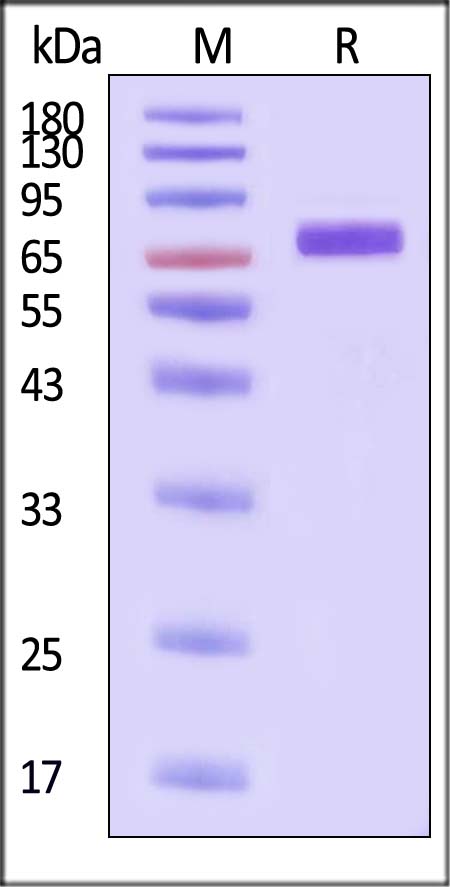 Serum Albumin SDS-PAGE