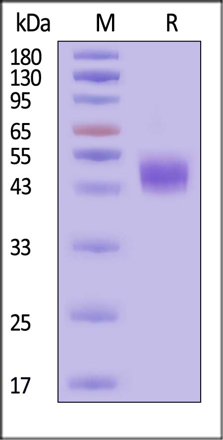 Mesothelin SDS-PAGE