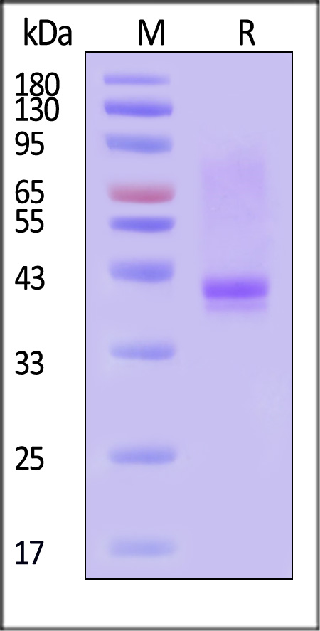Mucin-1 SDS-PAGE