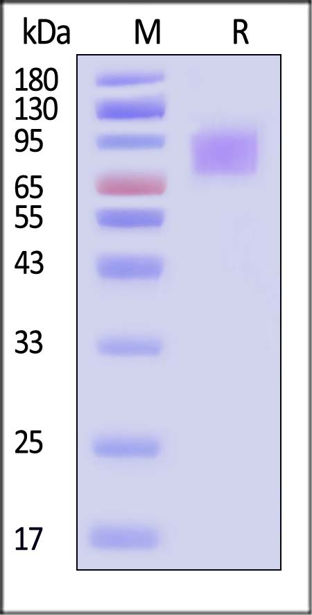 Mucin-13 SDS-PAGE