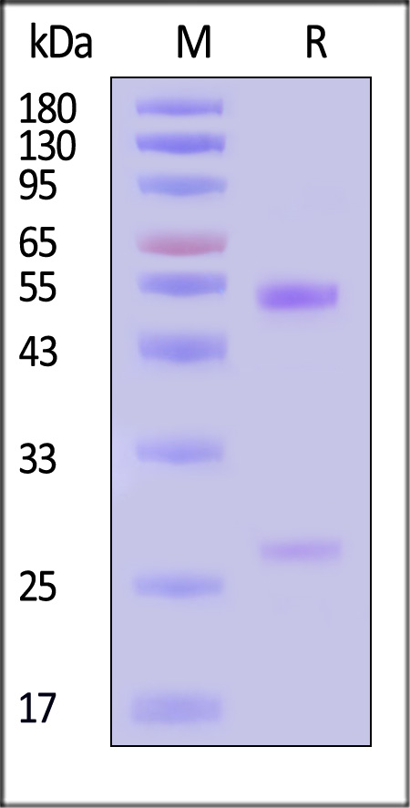 Anti c-Myc Tag Monoclonal Antibody (9E10)