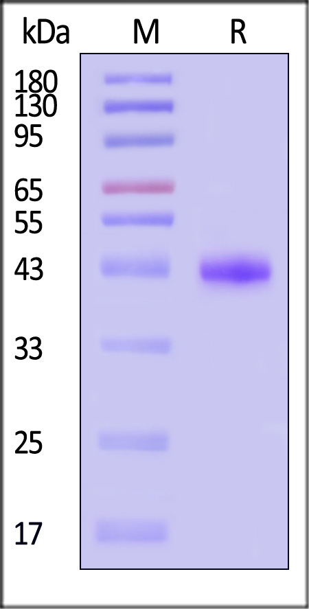 Nectin-4 SDS-PAGE