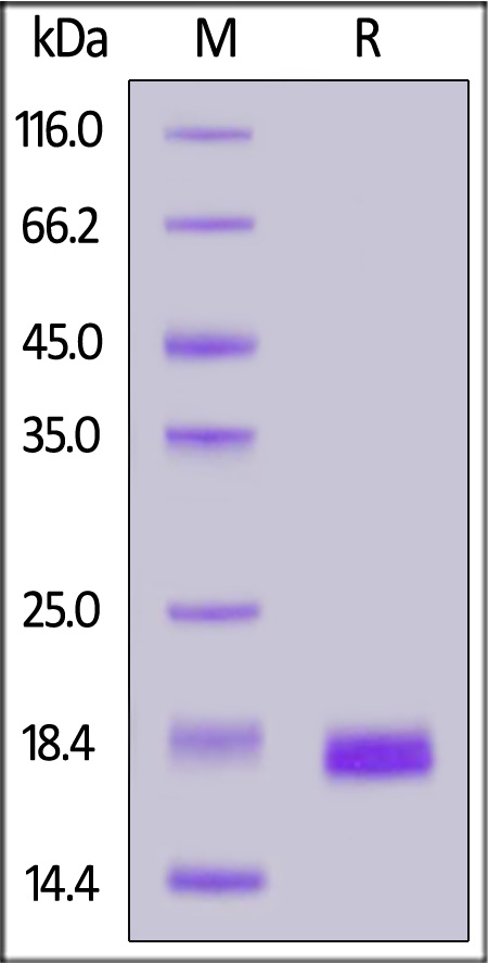 Nectin-4 SDS-PAGE