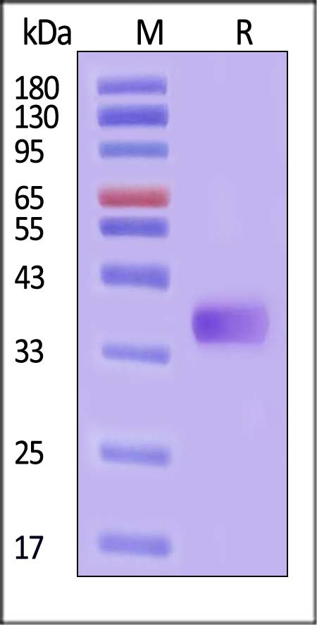 Nectin-4 SDS-PAGE