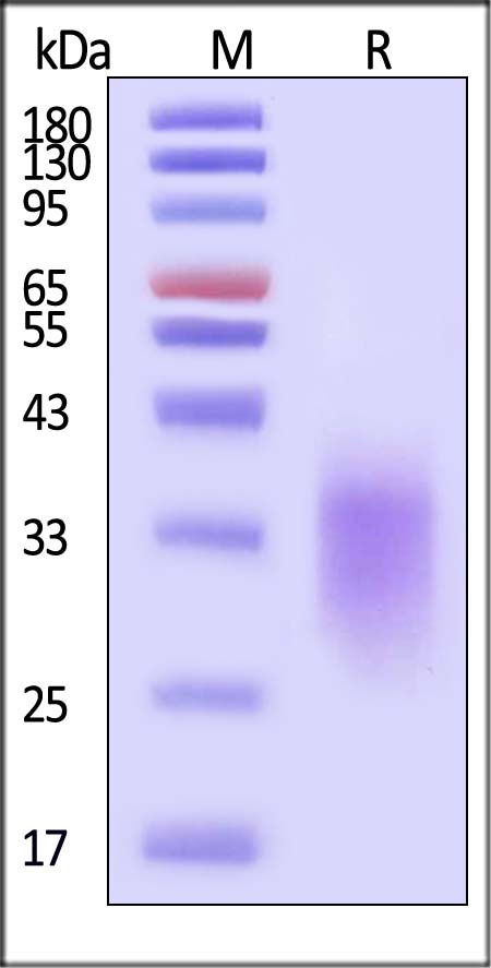 NKG2D SDS-PAGE