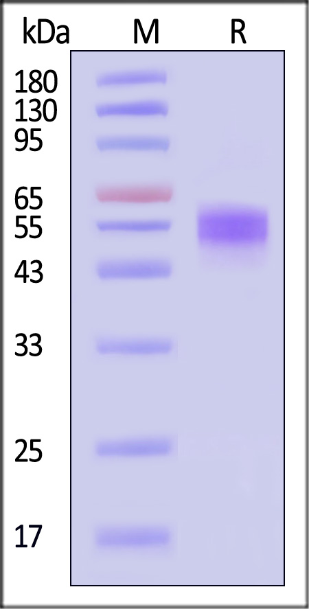 NKG2D SDS-PAGE