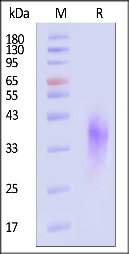 NKG2D SDS-PAGE