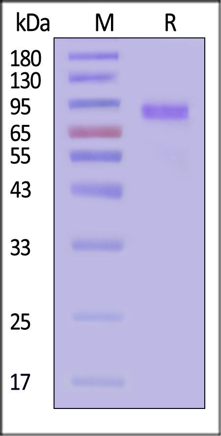 NOTCH1 SDS-PAGE