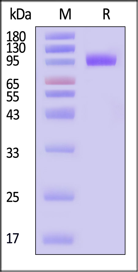 NPR1 SDS-PAGE