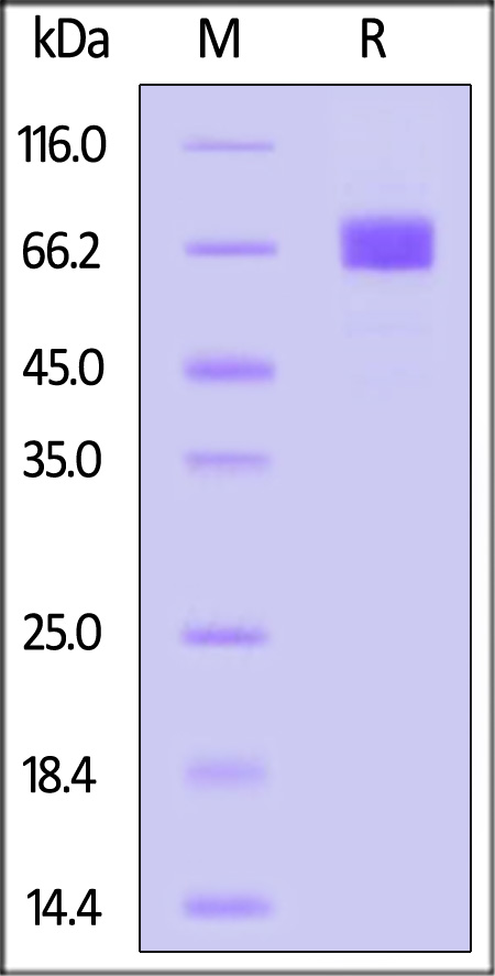 NPR1 SDS-PAGE