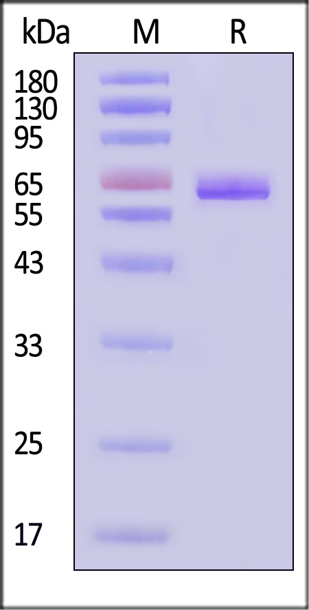 Nucleocapsid protein/NP (Influenza Virus) SDS-PAGE