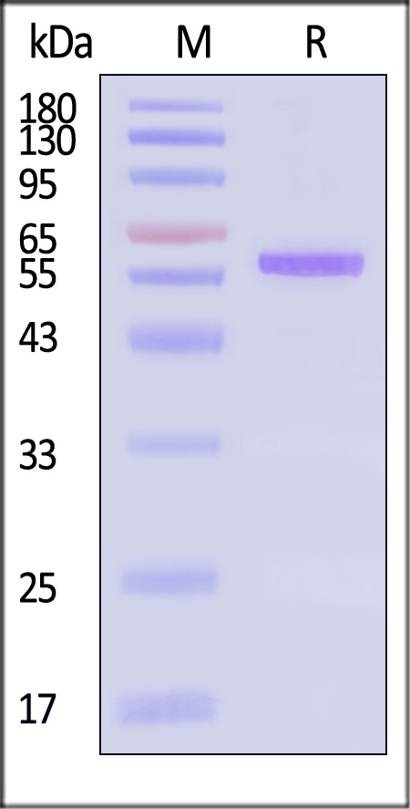Nucleocapsid protein/NP (Influenza Virus) SDS-PAGE