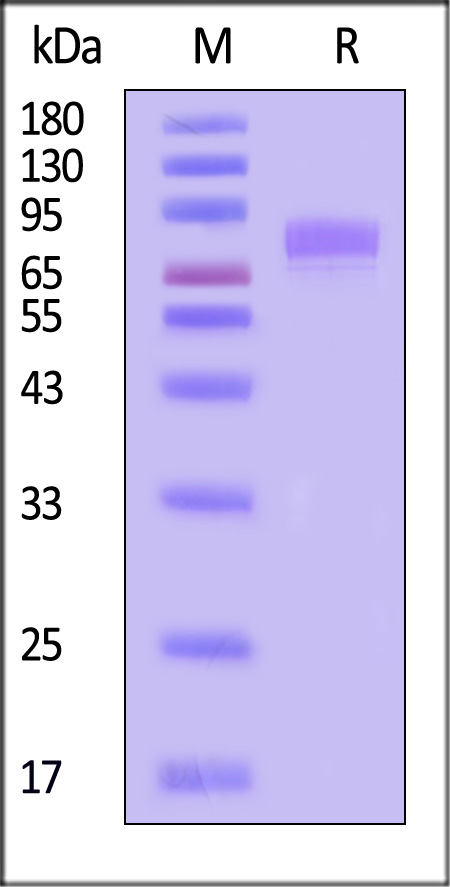 Nucleocapsid protein/NP (Influenza Virus) SDS-PAGE