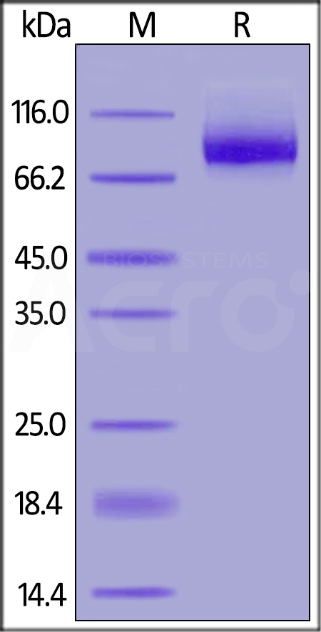 Neuropilin-1 SDS-PAGE