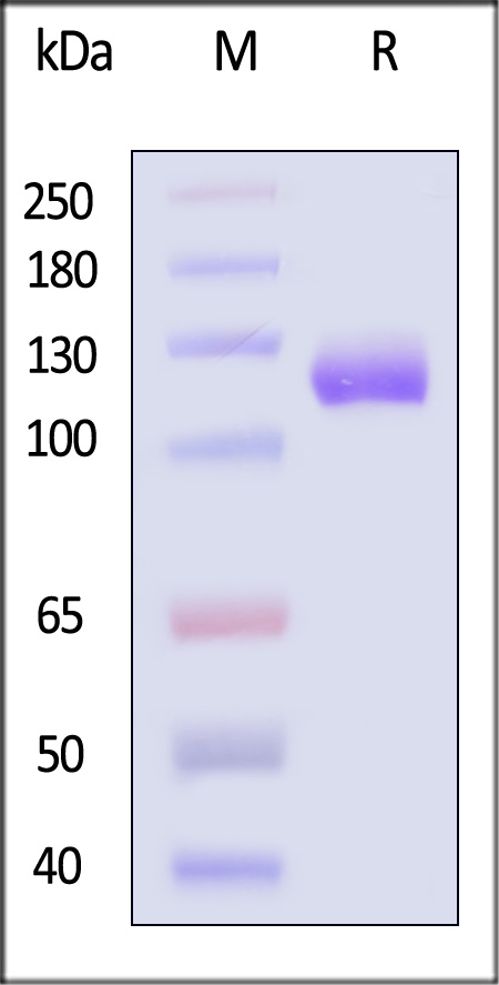 Neuropilin-2 SDS-PAGE