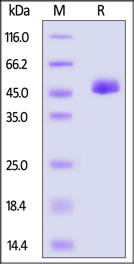 Non-structural protein 1/NS1 (DENV) SDS-PAGE