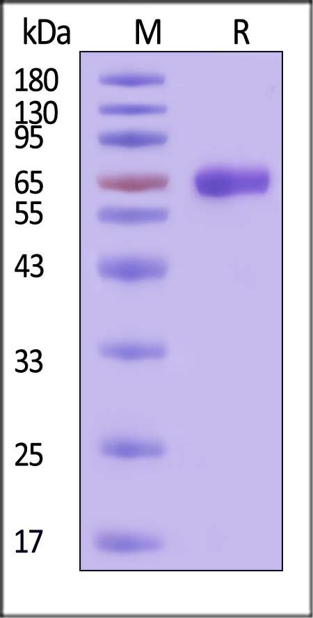 Human NTB-A / SLAMF6 Protein, Fc Tag (MALS verified)