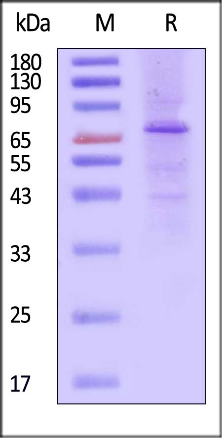 NY-ESO-1 TCR & CD3E & CD3D & CD3G & CD3Z SDS-PAGE
