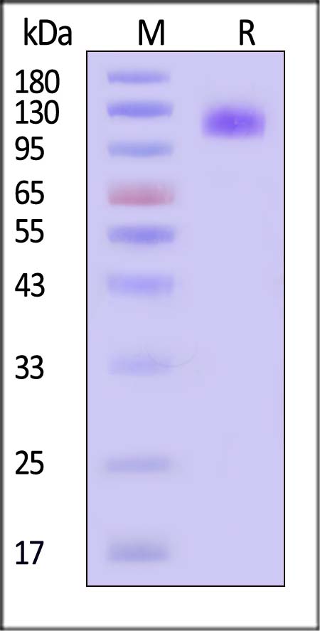 OSMR SDS-PAGE