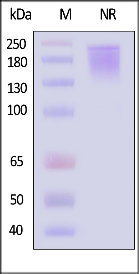 OX40 Ligand SDS-PAGE