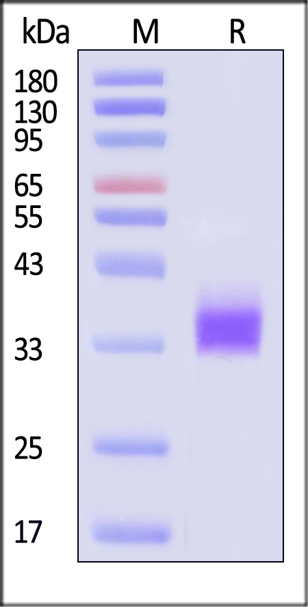 PD-L1 SDS-PAGE