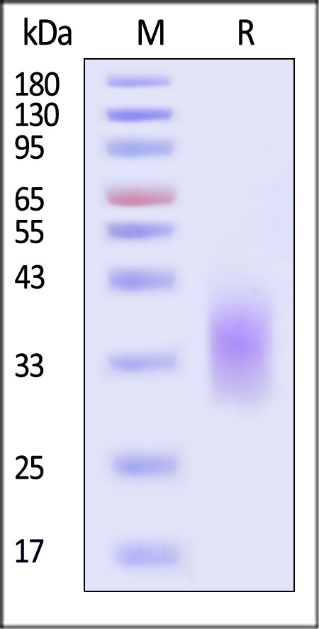 PD-1 SDS-PAGE