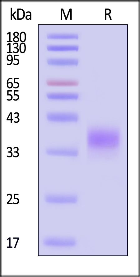 PD-1 SDS-PAGE