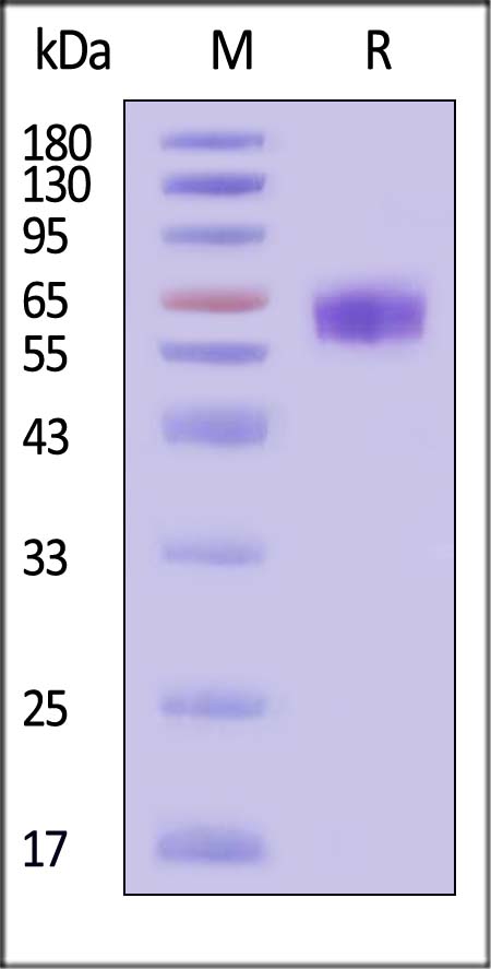 PD-1 SDS-PAGE