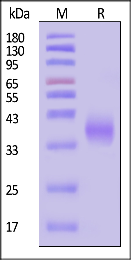 PD-1 SDS-PAGE