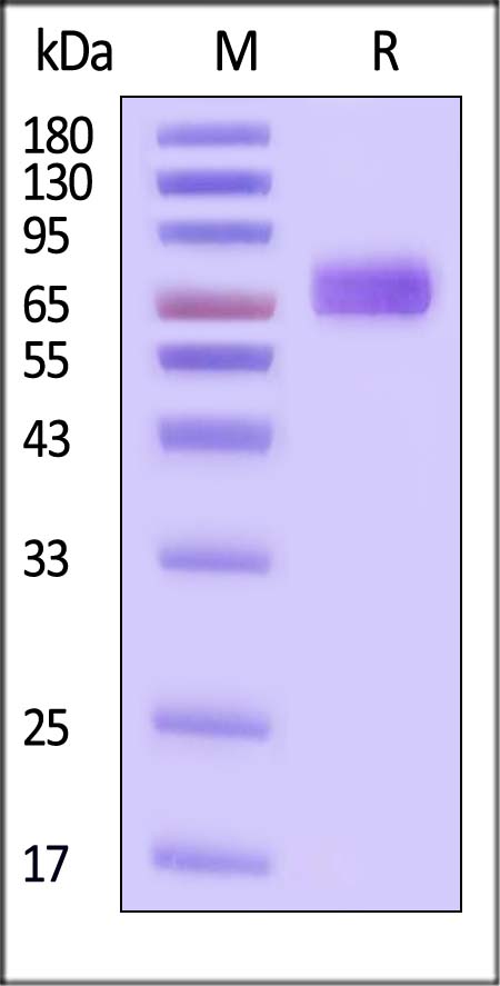 PD-L1 SDS-PAGE