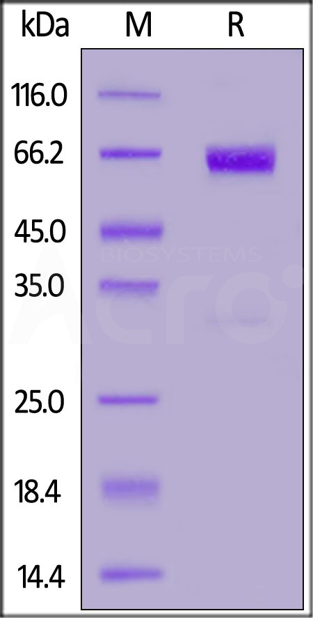 PD-1 SDS-PAGE