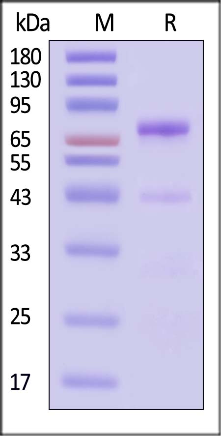 PLBD2 SDS-PAGE