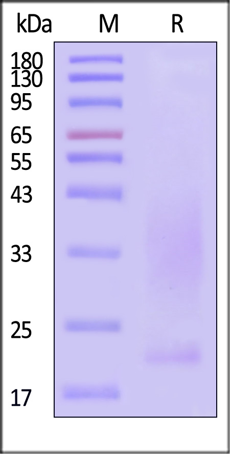 Podoplanin SDS-PAGE