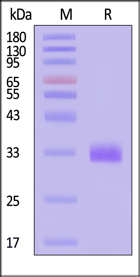 Prolactin R SDS-PAGE